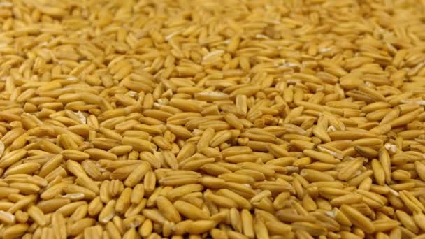 生麦の粒回転クローズ アップ — ストック動画
