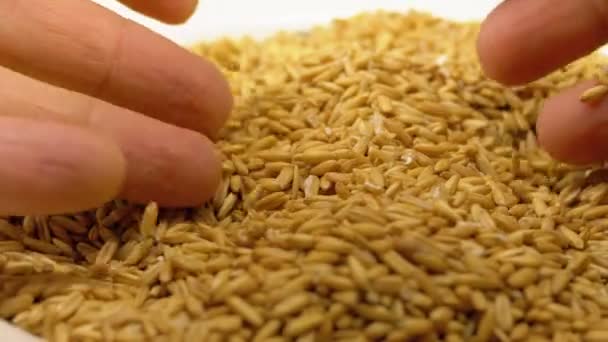 La mano humana toma pizca de semillas de avena — Vídeos de Stock
