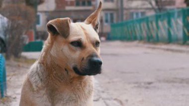 Şehirdeki sokak sokak köpeği. Ağır çekim