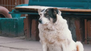 Şehirde sokakta sokak köpek