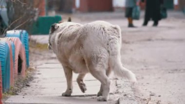 Şehirde sokakta sokak köpekler
