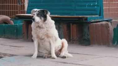 Şehirde sokakta sokak köpek