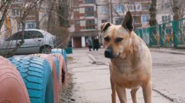 Şehirde sokakta sokak köpek