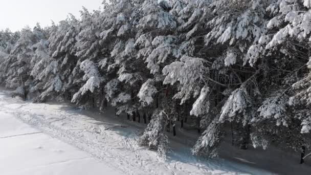 Vista aérea sobre el bosque de pinos de invierno y el sendero de nieve en un día soleado — Vídeo de stock