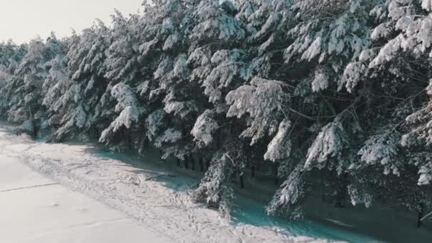 Εναέρια θέα στο πευκοδάσος χειμώνας και χιόνι διαδρομή σε μια ηλιόλουστη ημέρα — Αρχείο Βίντεο