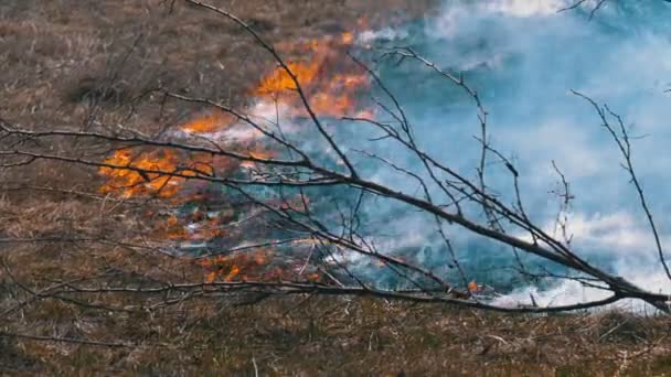 森の中の火、乾いた草、木、茂み、そして煙で干し草を燃やす。スローモーション — ストック動画