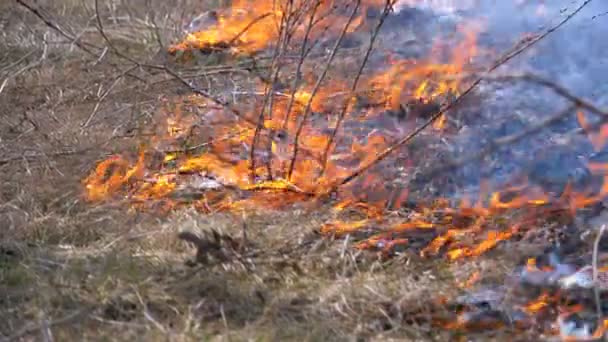 Fire in the Forest, Burning Dry Grass, Trees, Bushes, and Haystacks with Smoke. Mouvement lent 