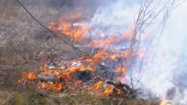 Brand in het bos, brandend droog gras, bomen, struiken en hooibergen met rook. Langzame beweging — Stockvideo