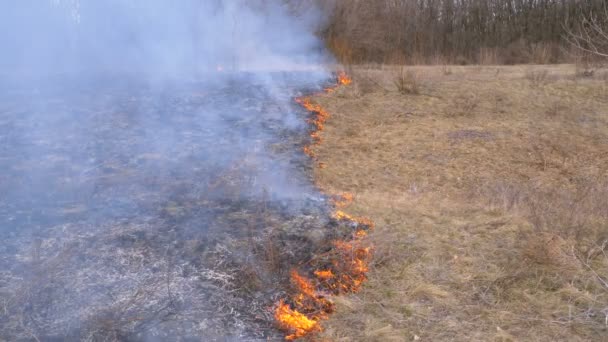 Brand in het bos, brandend droog gras, bomen, struiken en hooibergen met rook. Langzame beweging — Stockvideo