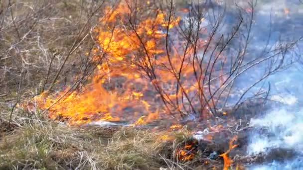 Burning Dry Grass, Trees, Bush, and Haystacks with Caustic Smoke (en inglés). Fuego en el bosque. Movimiento lento — Vídeos de Stock