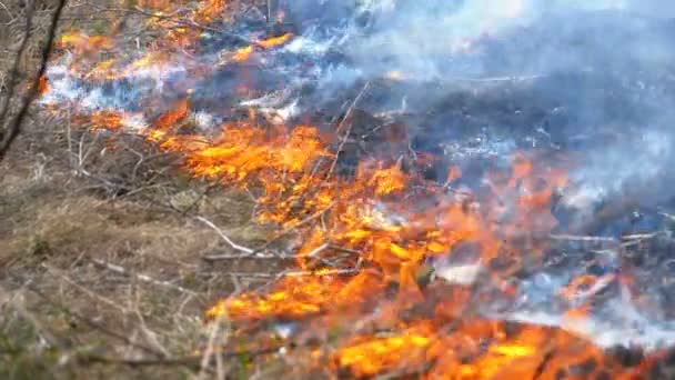 Fire in the Forest, Burning Dry Grass, Trees, Bushes, and Haystacks with Smoke. Mouvement lent 