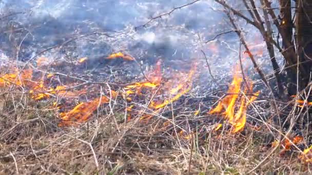 Spalanie suchej trawy, drzew, krzewów i stogu siana z Caustic Smoke. Ogień w lesie. Zwolnionym — Wideo stockowe