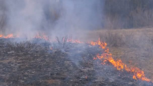 Fire in the Forest, Burning Dry Grass, Trees, Bushes, and Haystacks with Smoke. Mouvement lent 