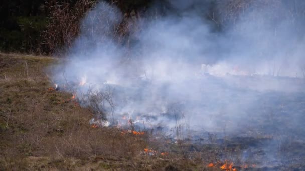 Brand in het bos, brandend droog gras, bomen, struiken en hooibergen met rook. Langzame beweging — Stockvideo