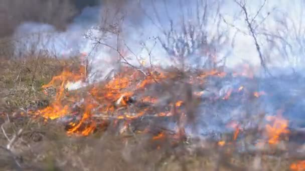 Tűz az erdőben, égő száraz fű, fák, bokrok és szénakazal füsttel. Lassú mozgás. — Stock videók