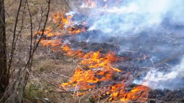 Burning Dry Grass, Trees, Bushes, and Haystacks with Caustic Smoke. Le feu dans la forêt. Mouvement lent 