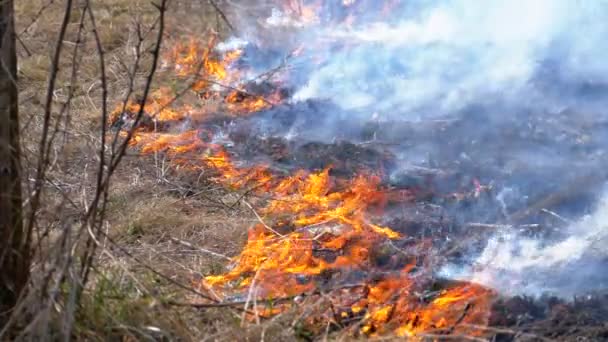 Het branden van droog gras, bomen, struiken en hooibergen met bijtende rook. Brand in het bos. Slow Motion — Stockvideo