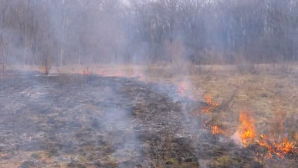 Fire in the Forest, Burning Dry Grass, Trees, Bushes, and Haystacks with Smoke. Mouvement lent 