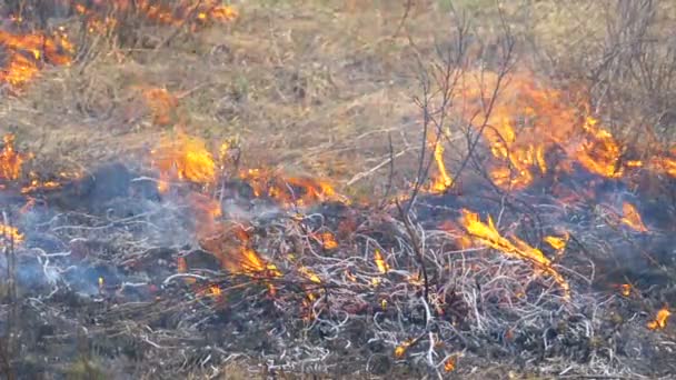 Verbrennung von trockenem Gras, Bäumen, Büschen und Heuhaufen mit ätzendem Rauch. Feuer im Wald. Zeitlupe — Stockvideo