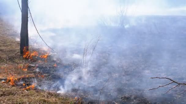 Ogień w lesie, spalanie suchej trawy, drzew, krzewów i stogów siana z dymem. Zwolniony ruch — Wideo stockowe