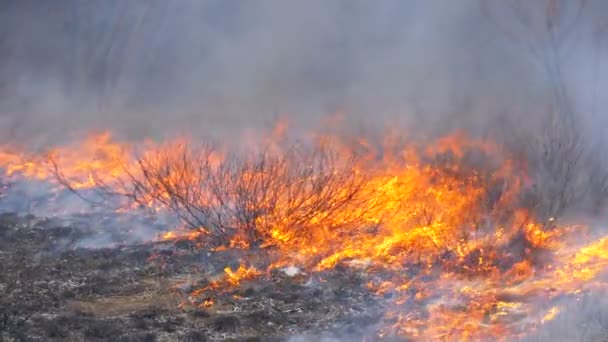 森の中の火、乾いた草、木、茂み、そして煙で干し草を燃やす。スローモーション — ストック動画