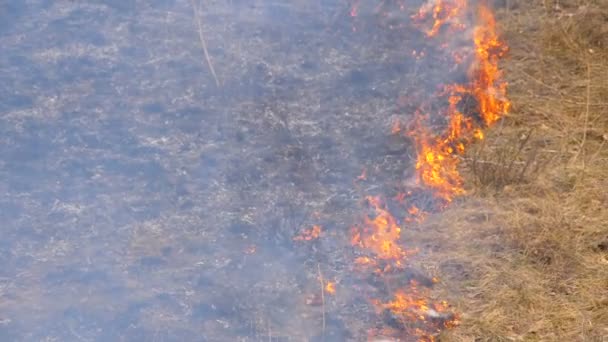 Burning Dry Grass, Trees, Bush, and Haystacks with Caustic Smoke (en inglés). Fuego en el bosque. Movimiento lento — Vídeo de stock