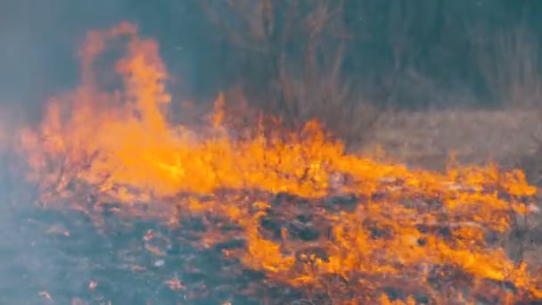 乾燥した草、木、茂み、および腐食性の煙と干し草を燃やします。森の中で火。スローモーション — ストック動画