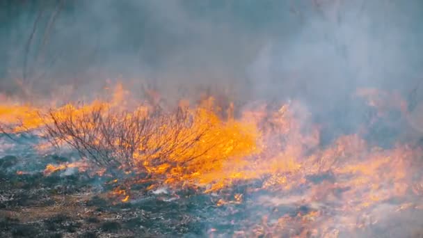 Égő száraz fű, fák, cserjék, és a Szénaboglyák a maró füst. Tűz az erdőben. Lassított mozgás — Stock videók