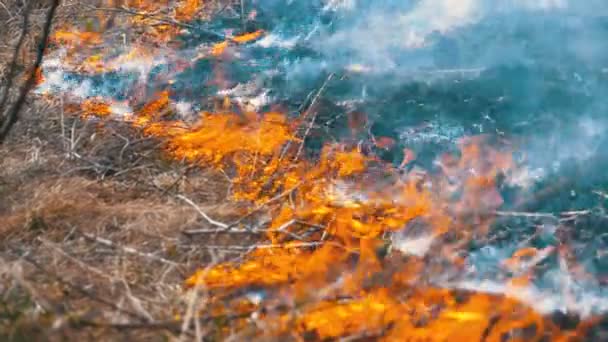 Brand in het bos, brandend droog gras, bomen, struiken en hooibergen met rook. Langzame beweging — Stockvideo