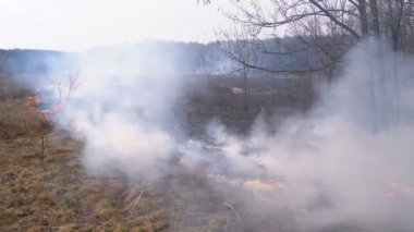 Ormanda yangın, Yanan Kuru Çimen, Ağaçlar, Çalılar ve Dumanlı Ot Yığınları. Yavaş çekim