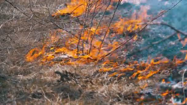 Eld i skogen, brinnande gräs, träd, buskar och Haystacks med rök. Långsamma rörelser — Stockvideo