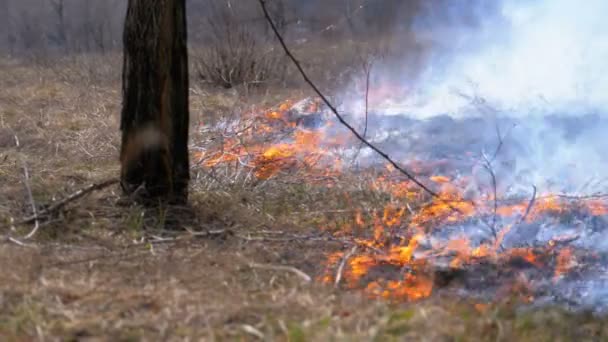 Eld i skogen, brinnande gräs, träd, buskar och Haystacks med rök. Långsamma rörelser — Stockvideo