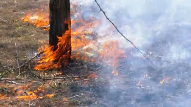 Eld i skogen, brinnande gräs, träd, buskar och Haystacks med rök. Långsamma rörelser — Stockvideo