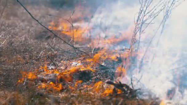 Tűz az erdőben, égő száraz fű, fák, bokrok és szénakazal füsttel. Lassú mozgás. — Stock videók