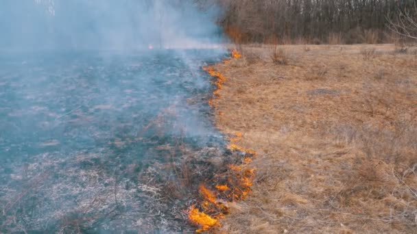 Fire in the Forest, Burning Dry Grass, Trees, Bushes, and Haystacks with Smoke. Mouvement lent 