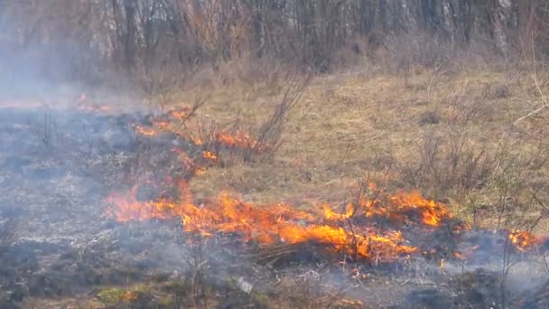 Spalanie suchej trawy, drzew, krzewów i stogu siana z Caustic Smoke. Ogień w lesie. Zwolnionym — Wideo stockowe