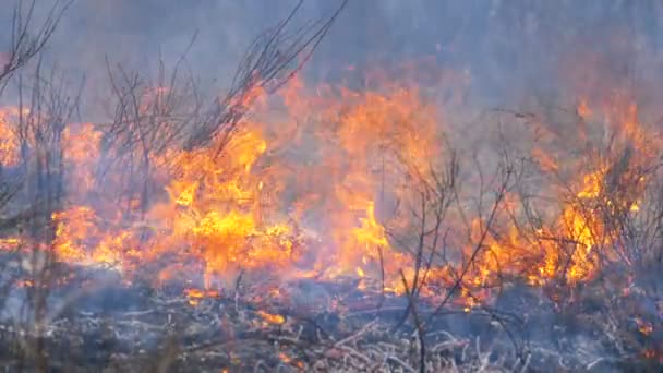 Fire in the Forest, Burning Dry Grass, Trees, Bushes, and Haystacks with Smoke. Mouvement lent 