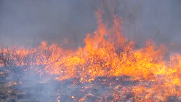 Fire in the Forest, Burning Dry Grass, Trees, Bushes, and Haystacks with Smoke. Mouvement lent — Video