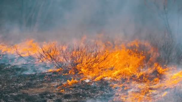 Burning Dry Grass, Trees, Bushes, and Haystacks with Caustic Smoke. Le feu dans la forêt. Mouvement lent 