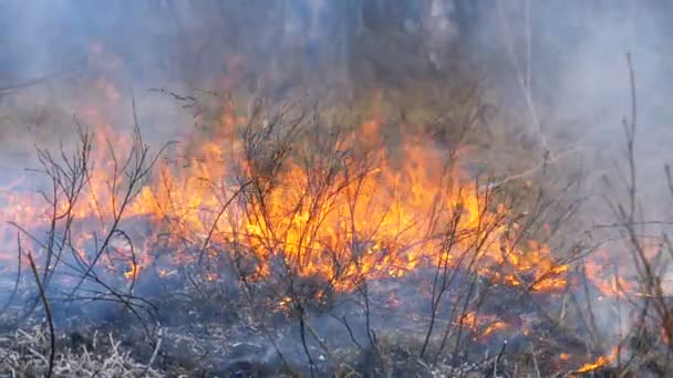건조 한 잔디, 나무, 덤 불, 건초 더미와 화 선 연기를 굽기. 숲에서 화재. 슬로우 모션 — 비디오