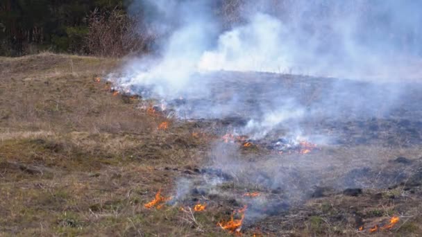 Verbrennung von trockenem Gras, Bäumen, Büschen und Heuhaufen mit ätzendem Rauch. Feuer im Wald. Zeitlupe — Stockvideo