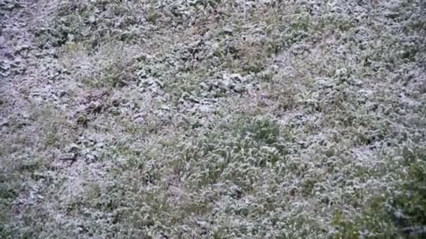 Snön faller på det gröna gräset. Tidsinställd — Stockvideo