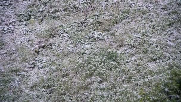 Caídas de nieve en la hierba verde. Tiempo de caducidad — Vídeo de stock