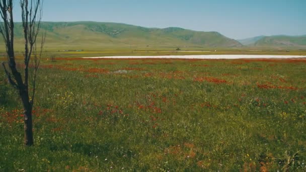 Fleurs Coquelicots rouges dans le champ Balançant dans le vent sur fond de montagnes — Video