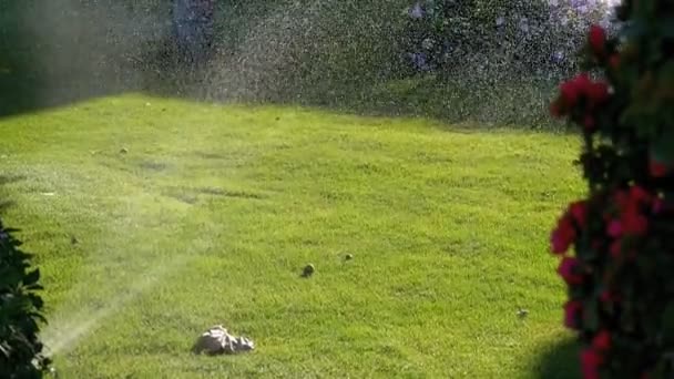 Automatische gazon sprinkler op de tuin met groen gras in slow motion — Stockvideo