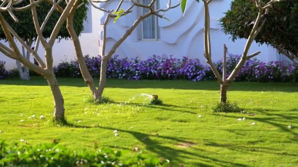 Irrigatore automatico per prato sul giardino con erba verde in movimento lento — Video Stock