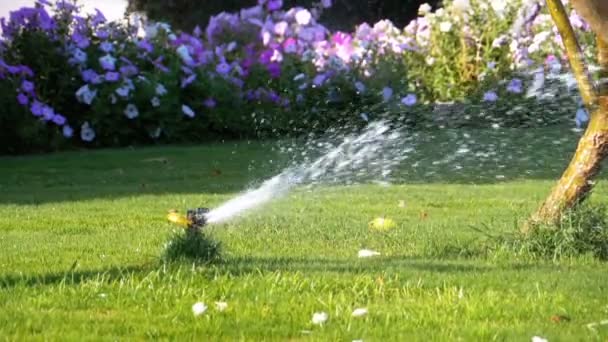 Automatikus Lawn sprinkler a kert zöld fű lassú mozgás — Stock videók