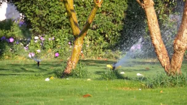 슬로우 모션에 녹색 잔디와 정원에 자동 잔디 스프링클러 — 비디오