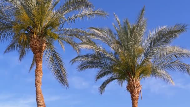 Palmy przeciwko błękitnemu niebu — Wideo stockowe