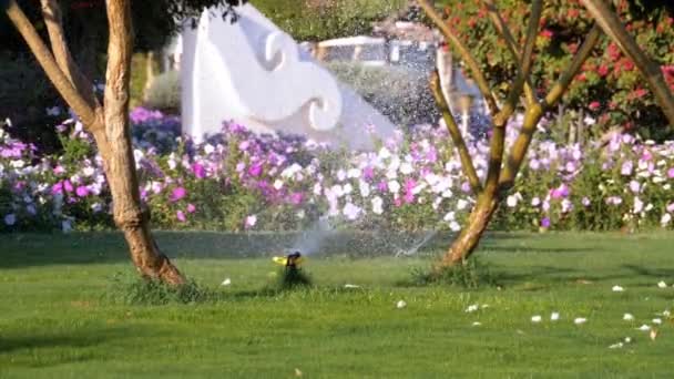 Automatisk gräsmatta sprinkler på trädgården med grönt gräs — Stockvideo